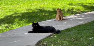 More than 100 feral cats at risk at Denver apartment complex