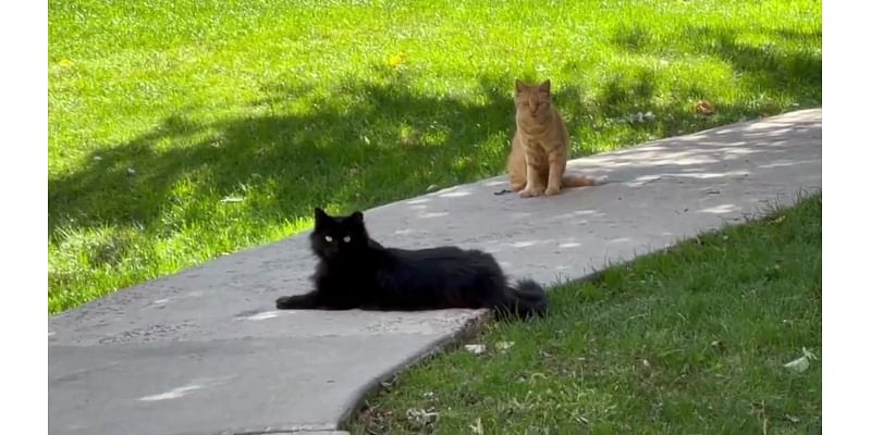 More than 100 feral cats at risk at Denver apartment complex