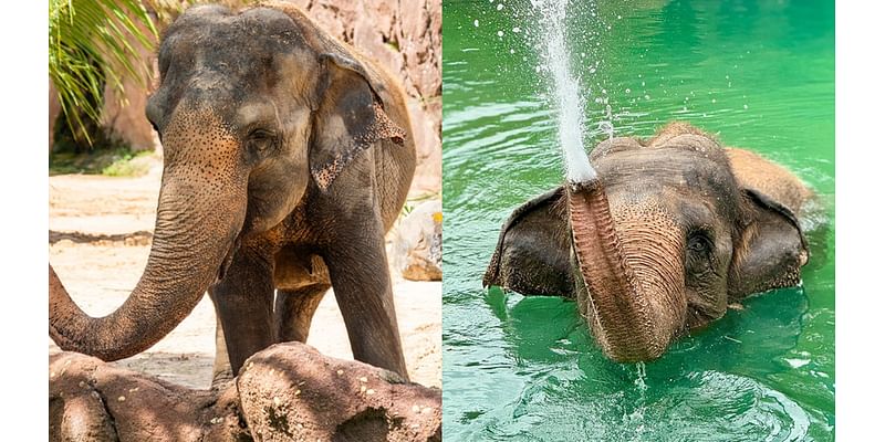 Busch Gardens elephant dies at age 54: ‘She has left a big hole in all our hearts’