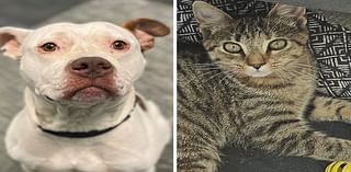 Pets of the week: Grady wants to be with his human. Hermoine loves her toys