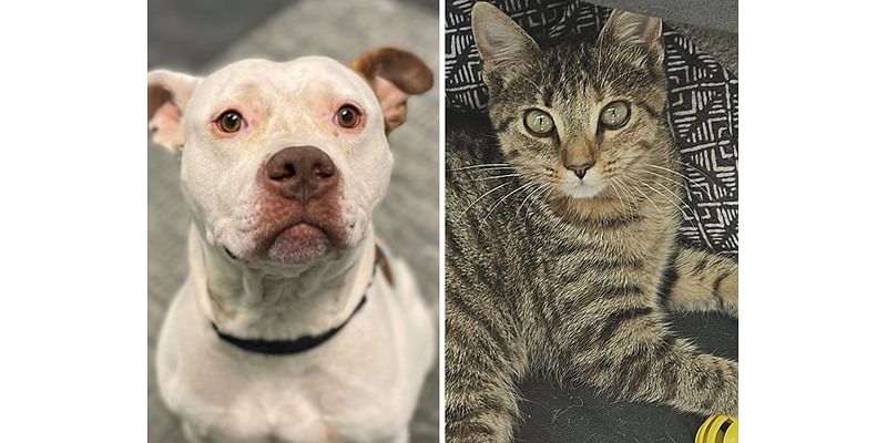 Pets of the week: Grady wants to be with his human. Hermoine loves her toys