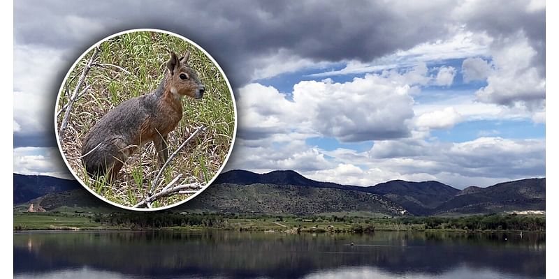 Strange non-native animal identified after sightings at Lakewood's Bear Creek Lake Park