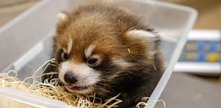 Triplet red panda cubs born at Lincoln Children's Zoo