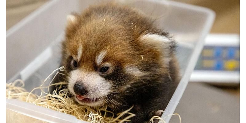 Triplet red panda cubs born at Lincoln Children's Zoo