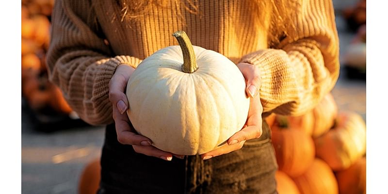 Pumpkins will roll through the heart of Carmel-by-the-Sea