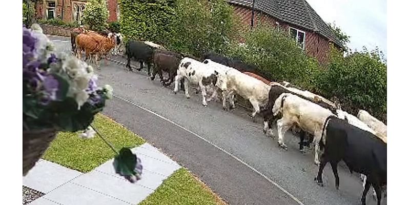 The Gate Escape! Herd of 45 cows push their way out of field and go on the rampage in quiet residential street