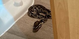 South Carolina woman gets shock of her life as SNAKE slithers out from toilet