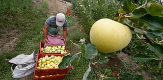 How do you like them apples? Weak harvest slowing down Julian you-pickers