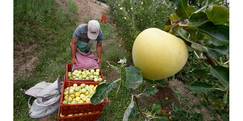 How do you like them apples? Weak harvest slowing down Julian you-pickers