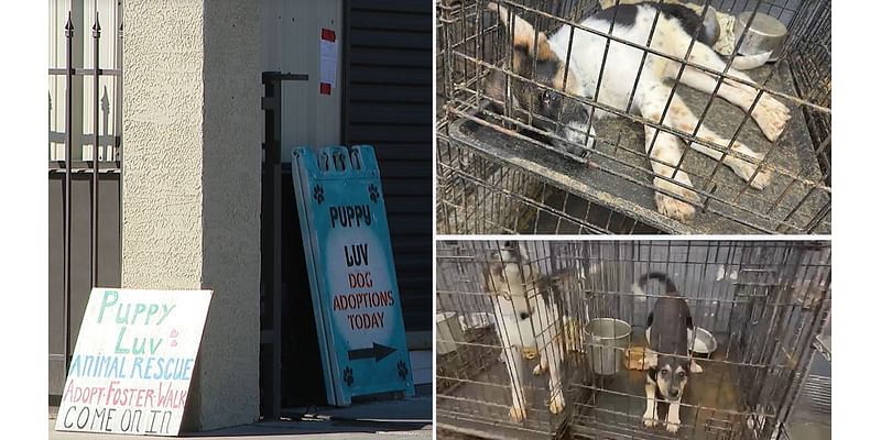 'Too many dogs': Arizona Humane Society cracks down on filthy conditions at Phoenix dog rescue