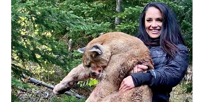 Big game hunters are caught 'charging clients huge sums to illegally butcher mountain lions on remote cliffs and ship them across America' - as sick trophy pictures glamorize their kills