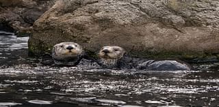 See these adorable new sea otters at the New York Aquarium