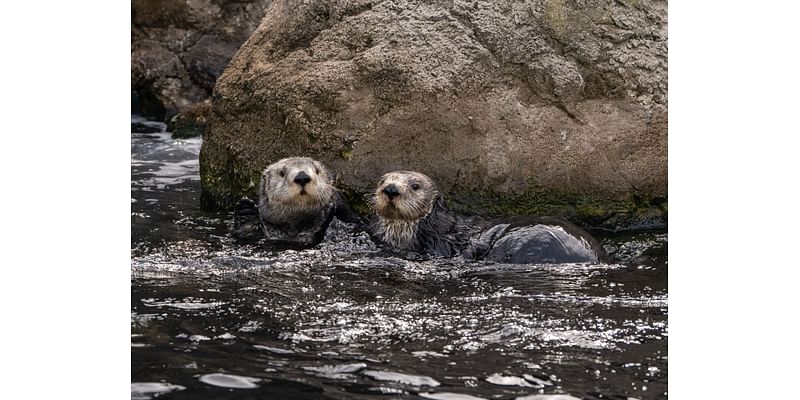 See these adorable new sea otters at the New York Aquarium