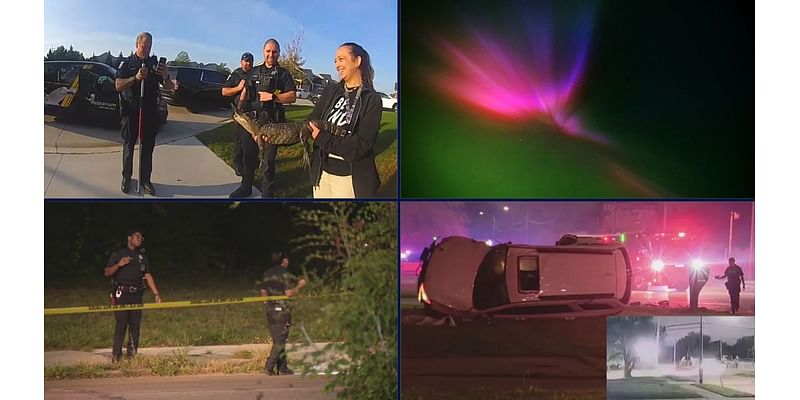 Sterling Heights alligator • Northern Lights possible in Michigan • 3 teens shot after Detroit fight