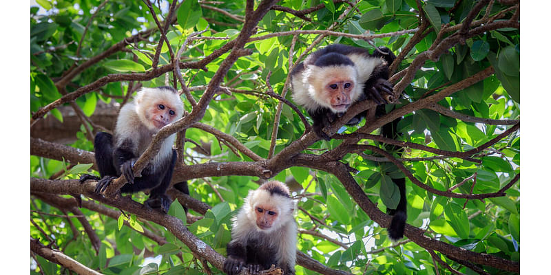 Residents Warned To Lock Doors After 40 Monkeys Escape Research Facility