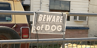 More than 160 dog bites reported per year in Harlingen