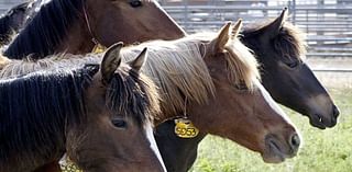 Ever wanted a wild mustang? Horses available for adoption in Alabama