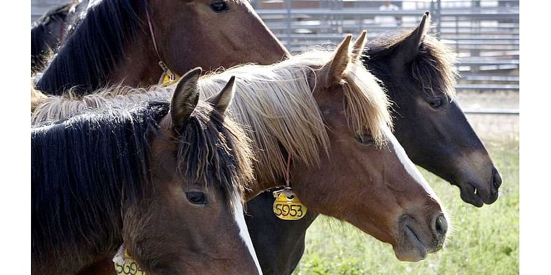 Ever wanted a wild mustang? Horses available for adoption in Alabama