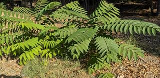 Angelenos take on the (seemingly) impossible task of controlling Tree of Heaven