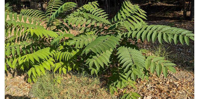 Angelenos take on the (seemingly) impossible task of controlling Tree of Heaven