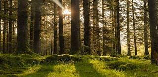 How Irish wood is creating a greener future