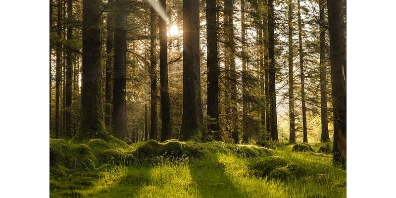 How Irish wood is creating a greener future