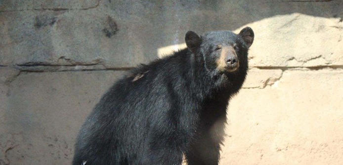 Cameron Park Zoo mourning loss of black bear