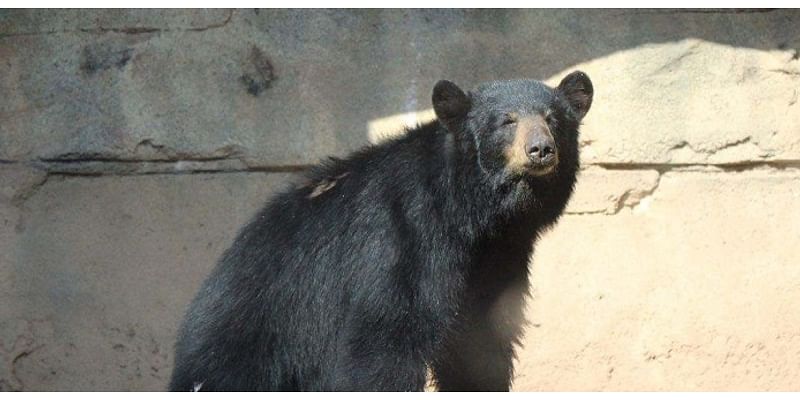 Cameron Park Zoo mourning loss of black bear