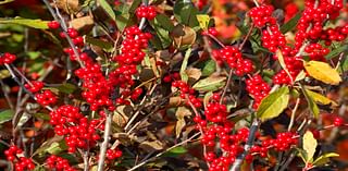 20 Colorful Winter Shrubs You Should Grow Now That Thrive in Cold Weather