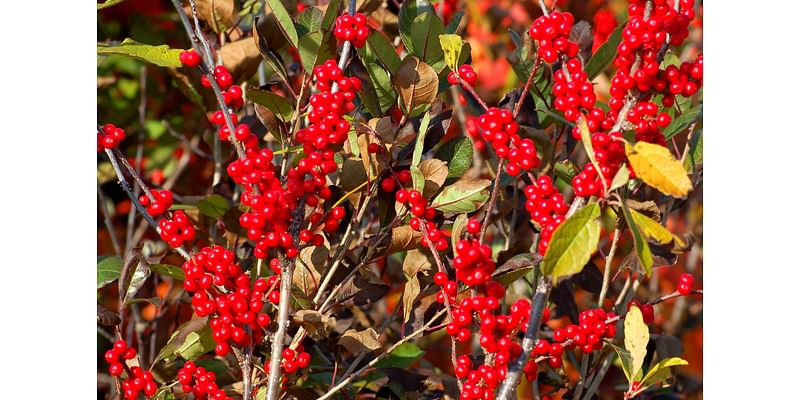 20 Colorful Winter Shrubs You Should Grow Now That Thrive in Cold Weather