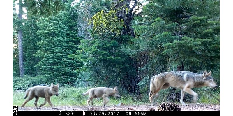 The Biden administration is taking steps to eliminate protections for gray wolves