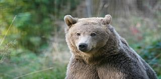 Boki the brown bear set for brain surgery this week