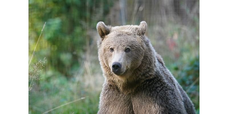 Boki the brown bear set for brain surgery this week