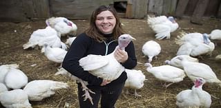 Stillman Quality Meats oversees a yearly turkey pardon