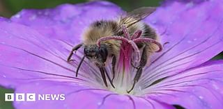 Rare bee sighting in Kent is a 'conservation success story'