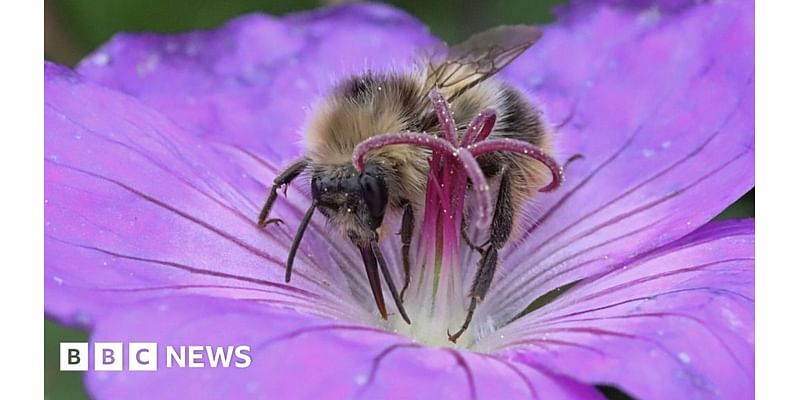 Rare bee sighting in Kent is a 'conservation success story'