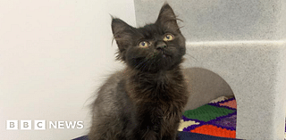 Kitten dumped with siblings 'enjoying forever home'