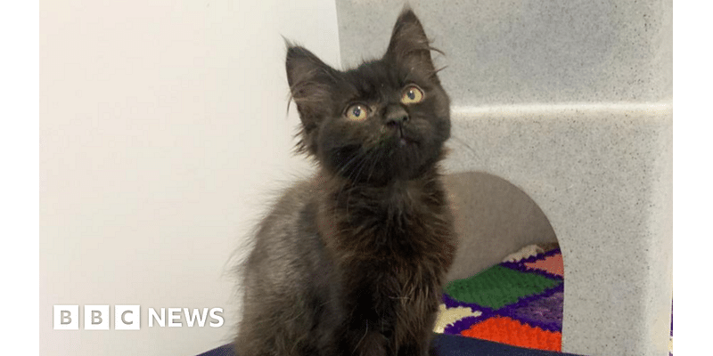 Kitten dumped with siblings 'enjoying forever home'