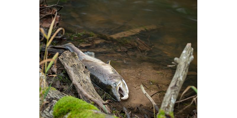 Should we all stop eating salmon? Why it’s suddenly become endangered