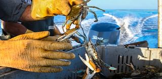 Beaufort’s cherished blue crab is ‘mean as hell.’ But crabbers love catching them