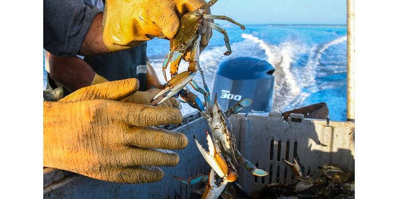 Beaufort’s cherished blue crab is ‘mean as hell.’ But crabbers love catching them