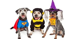 Auburn shelter to host HOWLoween at local orchard with food, pet costumes, more