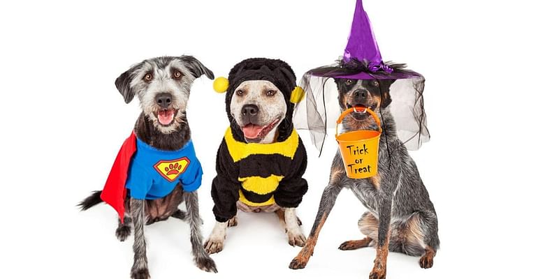 Auburn shelter to host HOWLoween at local orchard with food, pet costumes, more