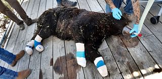 Bear burned by Davis Fire in rehab at Animal Ark