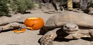 Howl-O-Ween: Pumpkins Delight Living Desert Zoo Animals Ahead Of Event