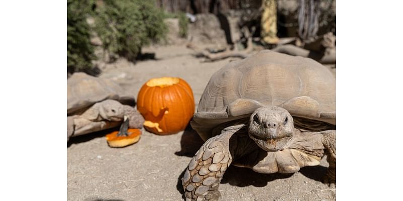 Howl-O-Ween: Pumpkins Delight Living Desert Zoo Animals Ahead Of Event