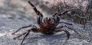 Why Australian zoo is asking Sydney residents to catch deadly funnel-web spiders