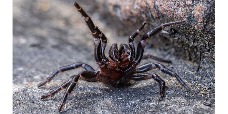 Why Australian zoo is asking Sydney residents to catch deadly funnel-web spiders