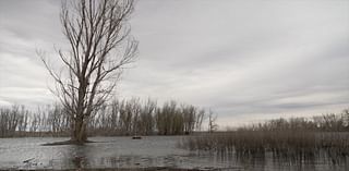 2,700 dead and dying trees to be removed at Chatfield State Park