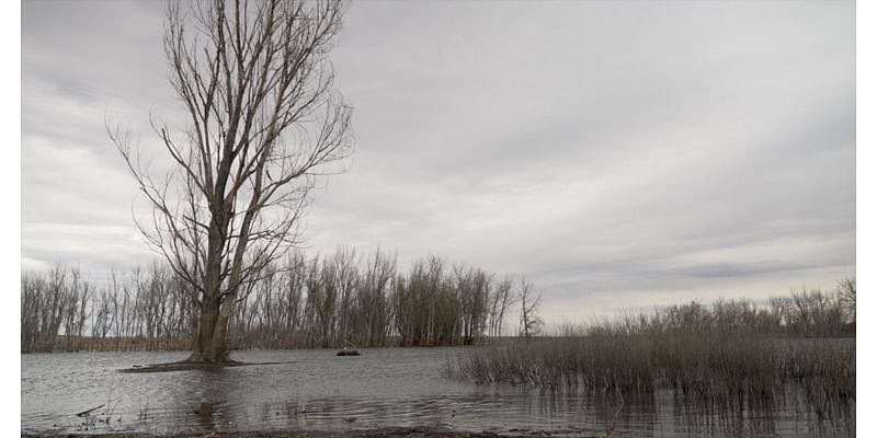 2,700 dead and dying trees to be removed at Chatfield State Park